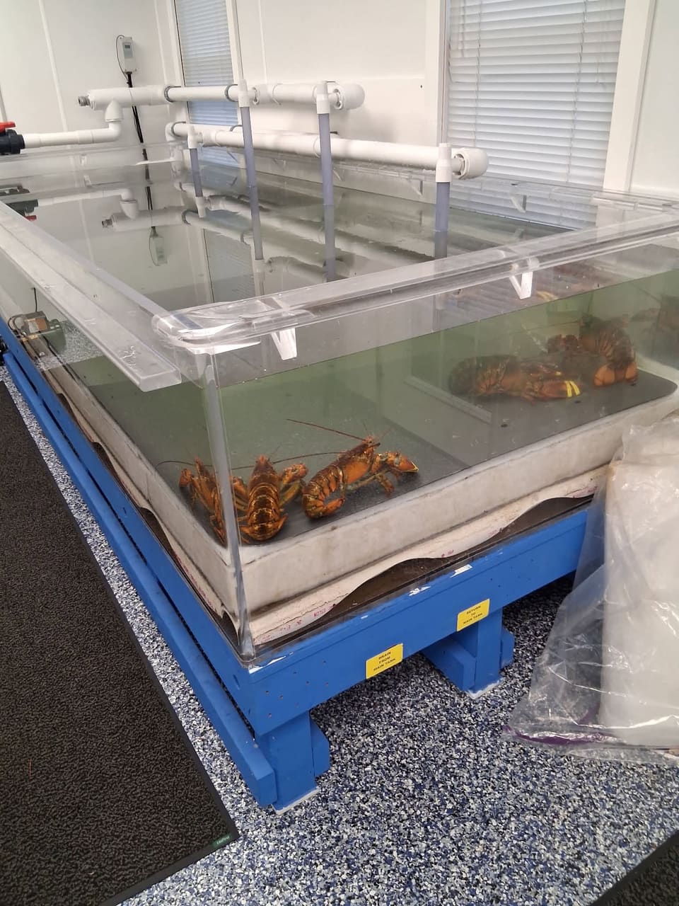 Live lobster tank inside Freddie's Fish Market
