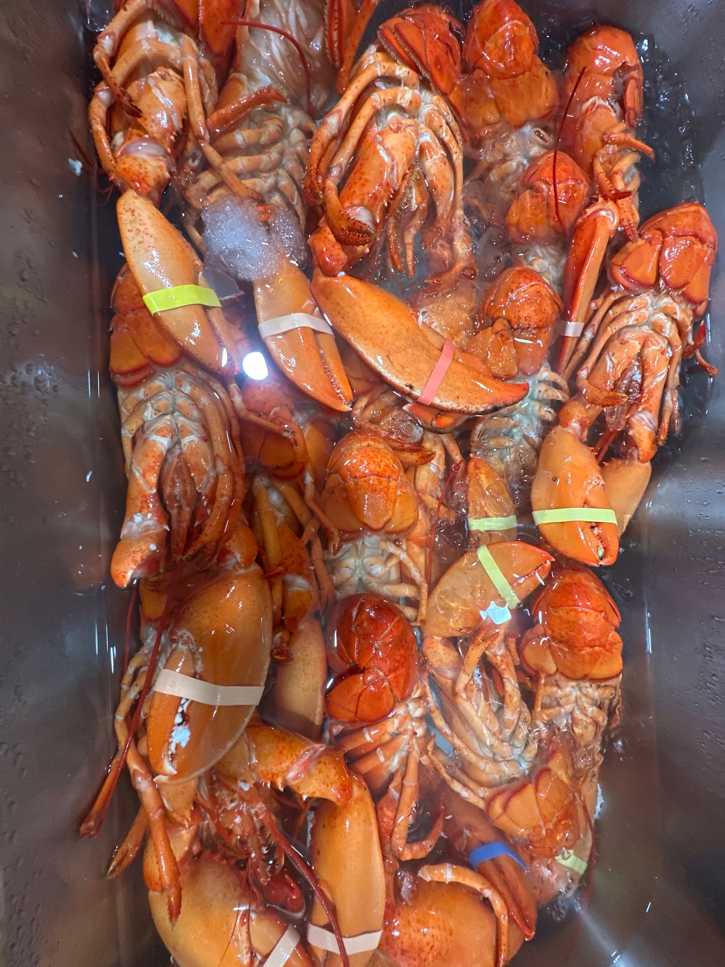 Lobsters packed on ice in the sink