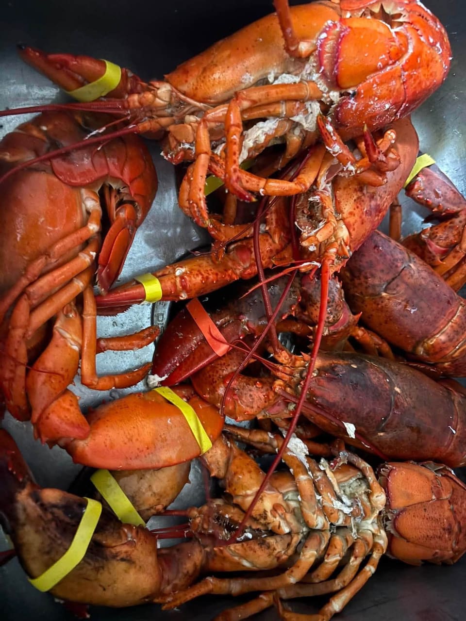 Cooked lobsters ready to serve