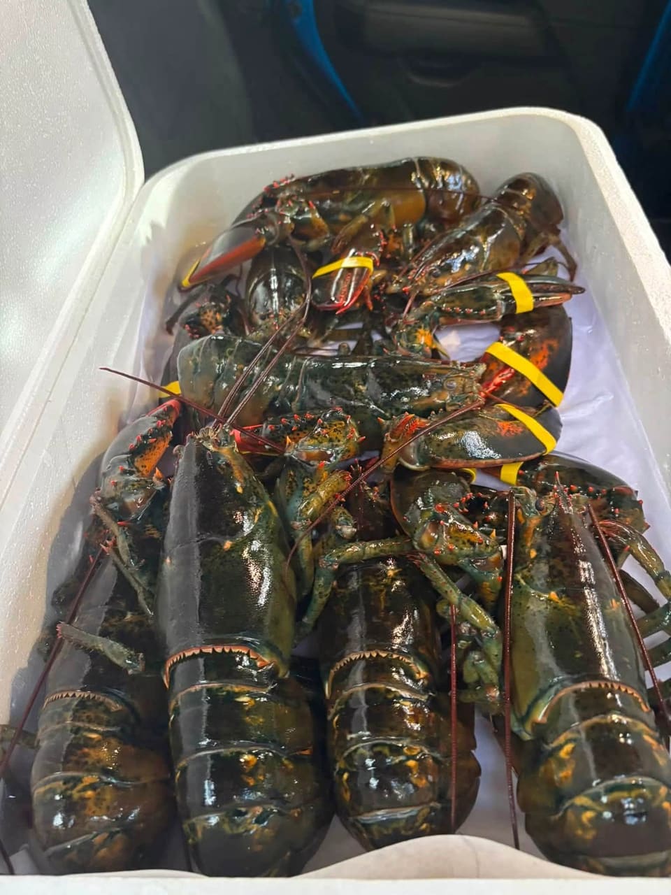 Live lobsters packed in a cooler on the ride back to the shop